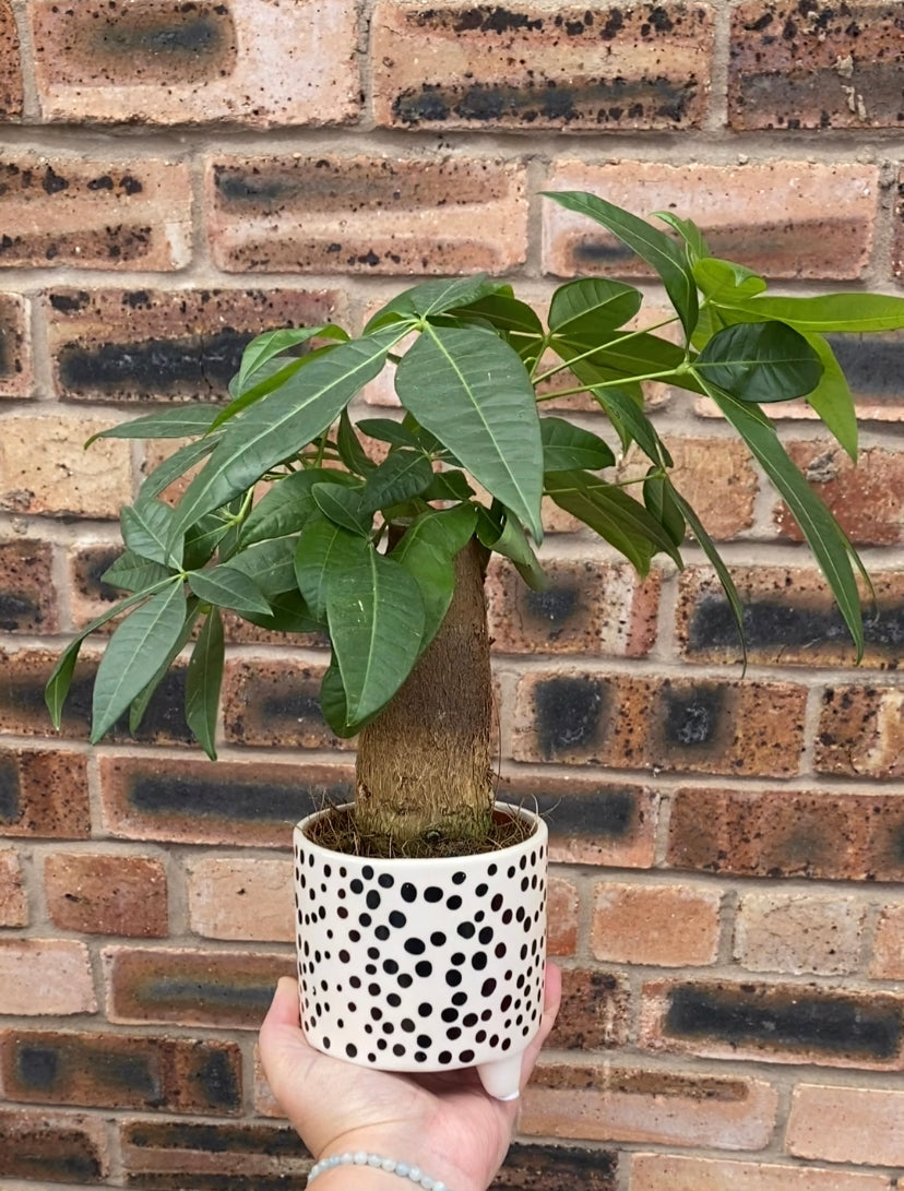 Pachira aquatica Thick Stem Money Tree  Beginner Friendly Houseplant 30 cm