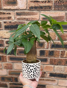 Pachira aquatica Thick Stem Money Tree  Beginner Friendly Houseplant 30 cm