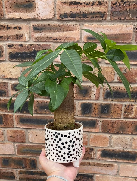money tree plant uk Pachira aquatica Thick Stem Money Tree Beginner Friendly Houseplant 30 –  Green Charm House of Plants
