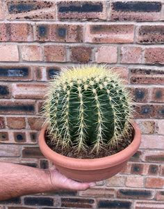 Large Echinocactus Grusonii Golden Barrel Cactus Mother in Law's Pillow or Mother-in-Law's Cushion