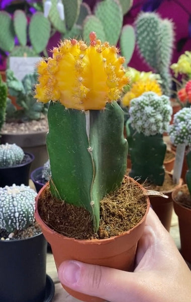 Gymnocalycium Mihanovichii Colourful  Oriental Moon Cactus 20 cm