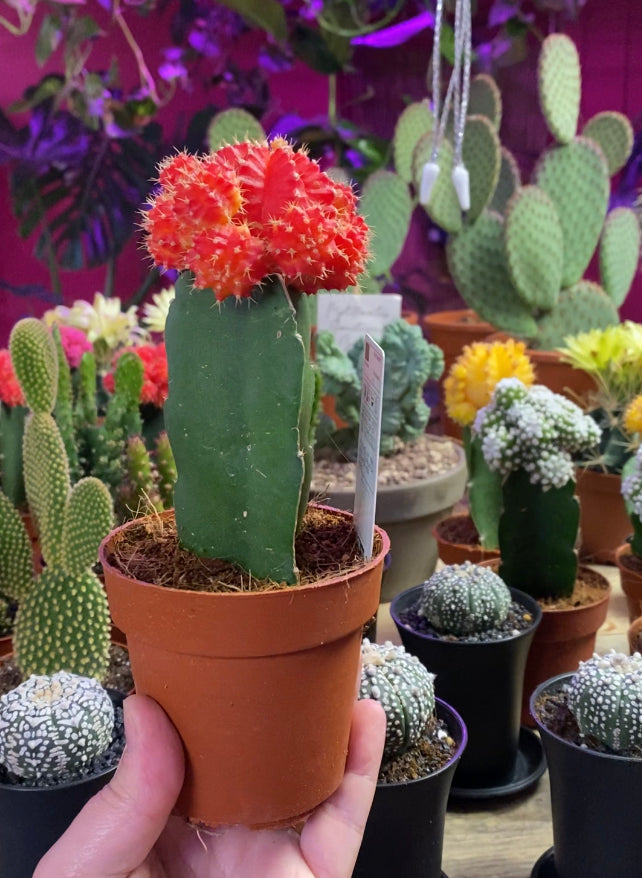 Gymnocalycium Mihanovichii Colourful  Oriental Moon Cactus 20 cm