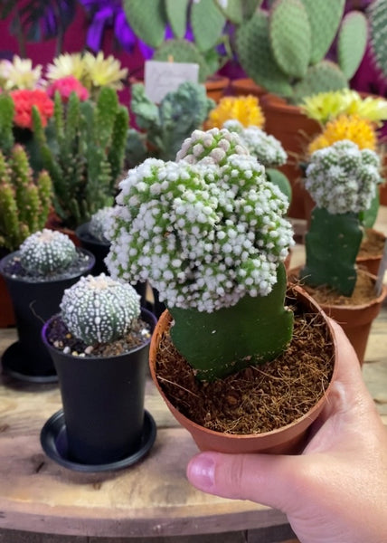 Gymnocalycium Mihanovichii Colourful  Oriental Moon Cactus 20 cm