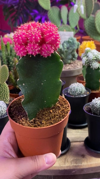 Gymnocalycium Mihanovichii Colourful  Oriental Moon Cactus 20 cm