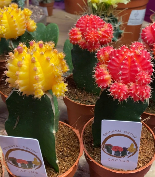 Gymnocalycium Mihanovichii Colourful Oriental Moon Cactus 20 cm – Green  Charm House of Plants