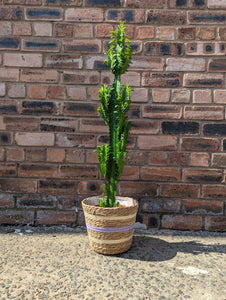 Euphorbia Trigona  African Milk Tree 80 cm