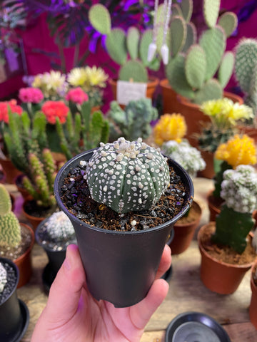 Rare Astrophytum Asterias Star Cactus 12cm