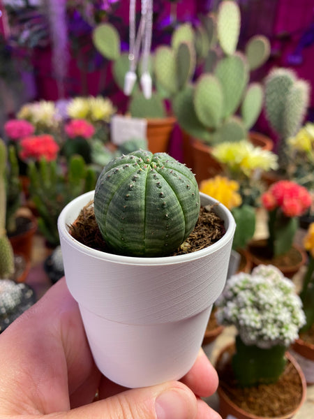 Euphorbia Obesa Basketball Plant Sea Urchin Living Baseball 7.5 cm