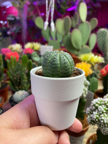 Euphorbia Obesa Basketball Plant Sea Urchin Living Baseball 7.5 cm