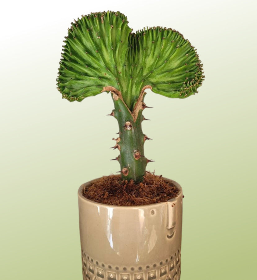 Euphorbia Lactea Cristata Coral Cactus Green Beginner Friendly Houseplant 35 cm
