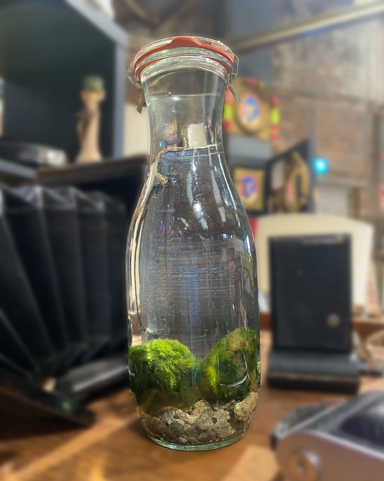 Marimo Moss Ball in Jar 19 cm