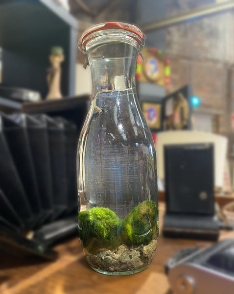 Marimo Moss Ball in Jar 19 cm