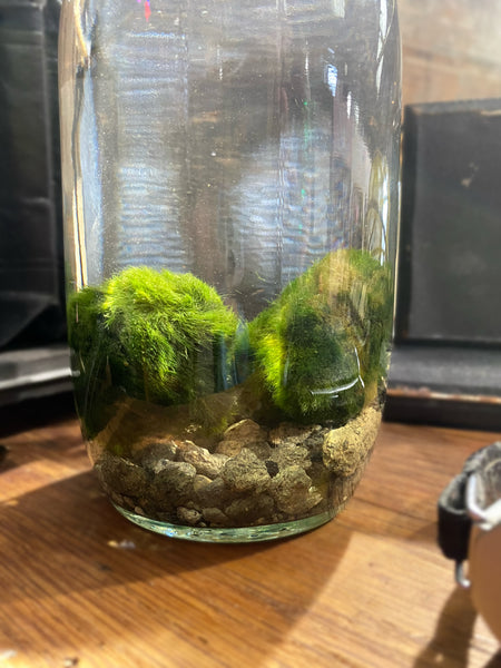 Marimo Moss Ball in Jar 19 cm