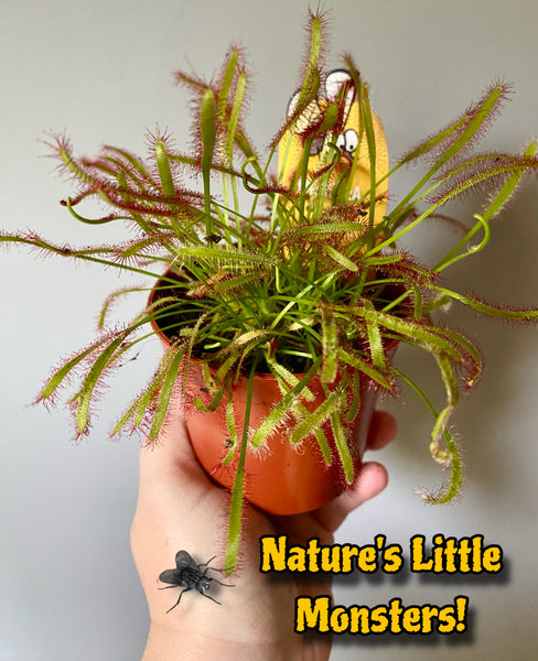 Drosera Capensis Cape sundew Carnivorous Fly Trap Plant 11cm