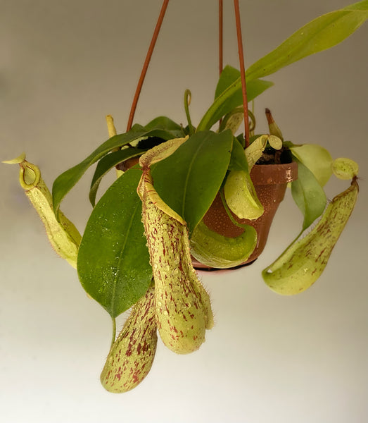 Nepenthes Mojito Carnivorous plant Monkey Jars Pitcher Plant hanging