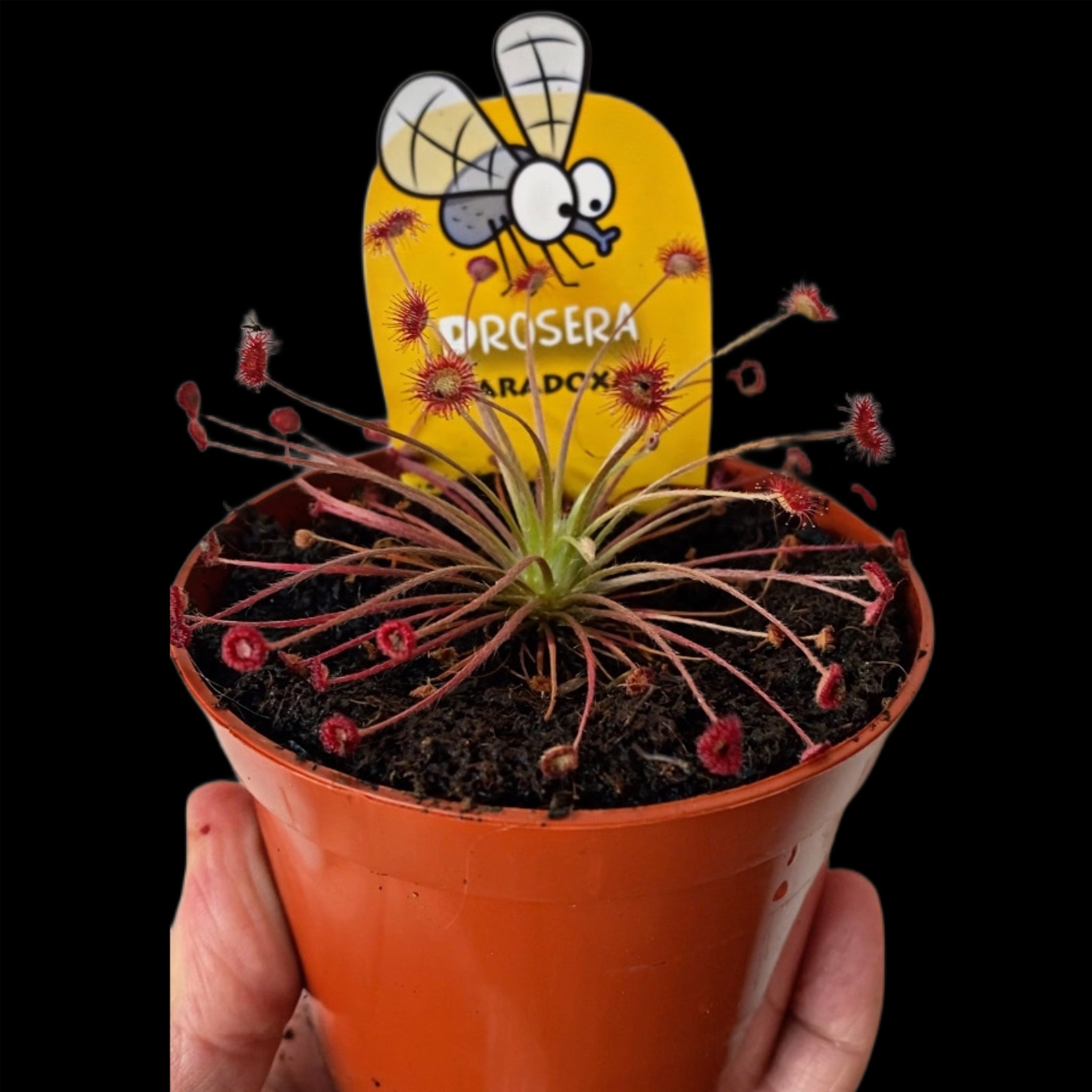 Drosera Paradox Sundew Carnivorous Fly Trap Plant 