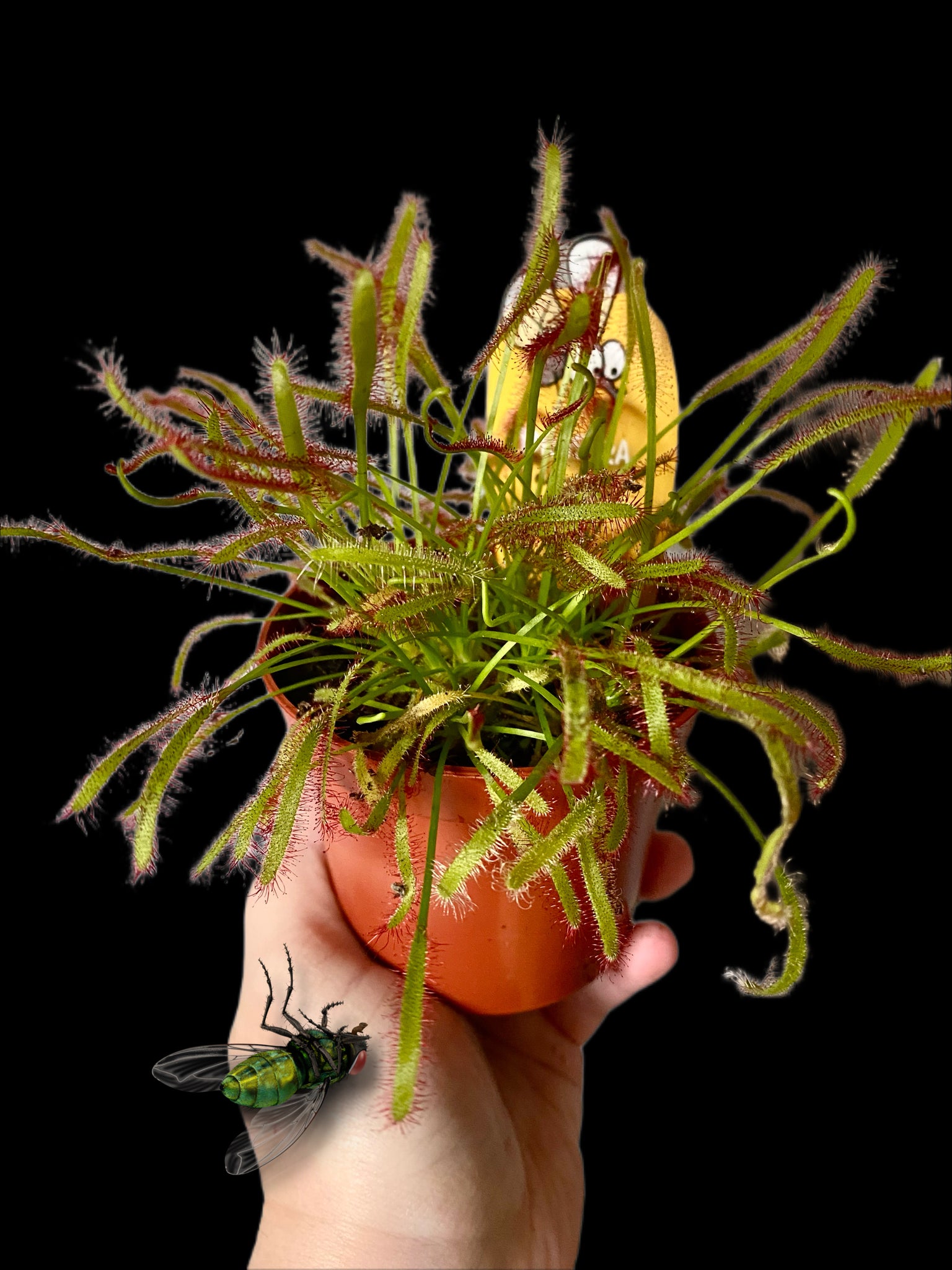 Drosera Capensis Cape sundew Carnivorous Fly Trap Plant 11cm