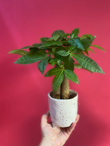 Pachira Aquatica Multi Stem Money Tree 30cm