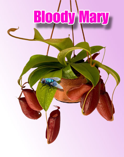 Nepenthes Bloody Mary Carnivorous Plant Monkey Jars Pitcher Plant Hanging 35cm