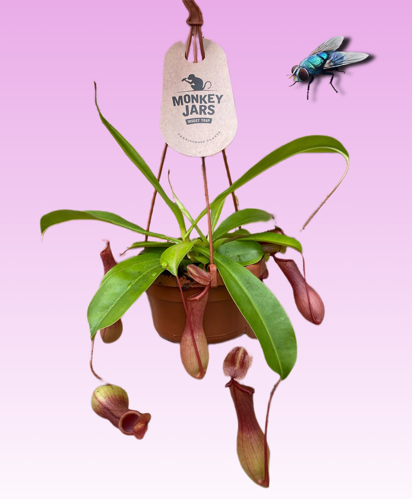 monkey hanging plant Nepenthes Alata Carnivorous Monkey Jars Fly Trap Plant Hanging Basket – Green Charm House of Plants