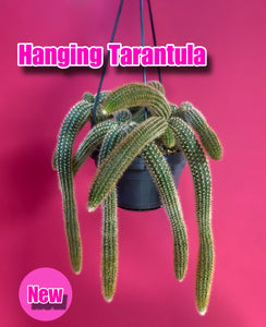 Cleistocactus Strausii Tarantula Plant Hanging Cactus 35cm