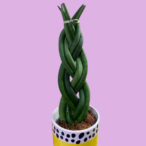 Braided Sansevieria Cylindrica Dragon Fingers 30cm