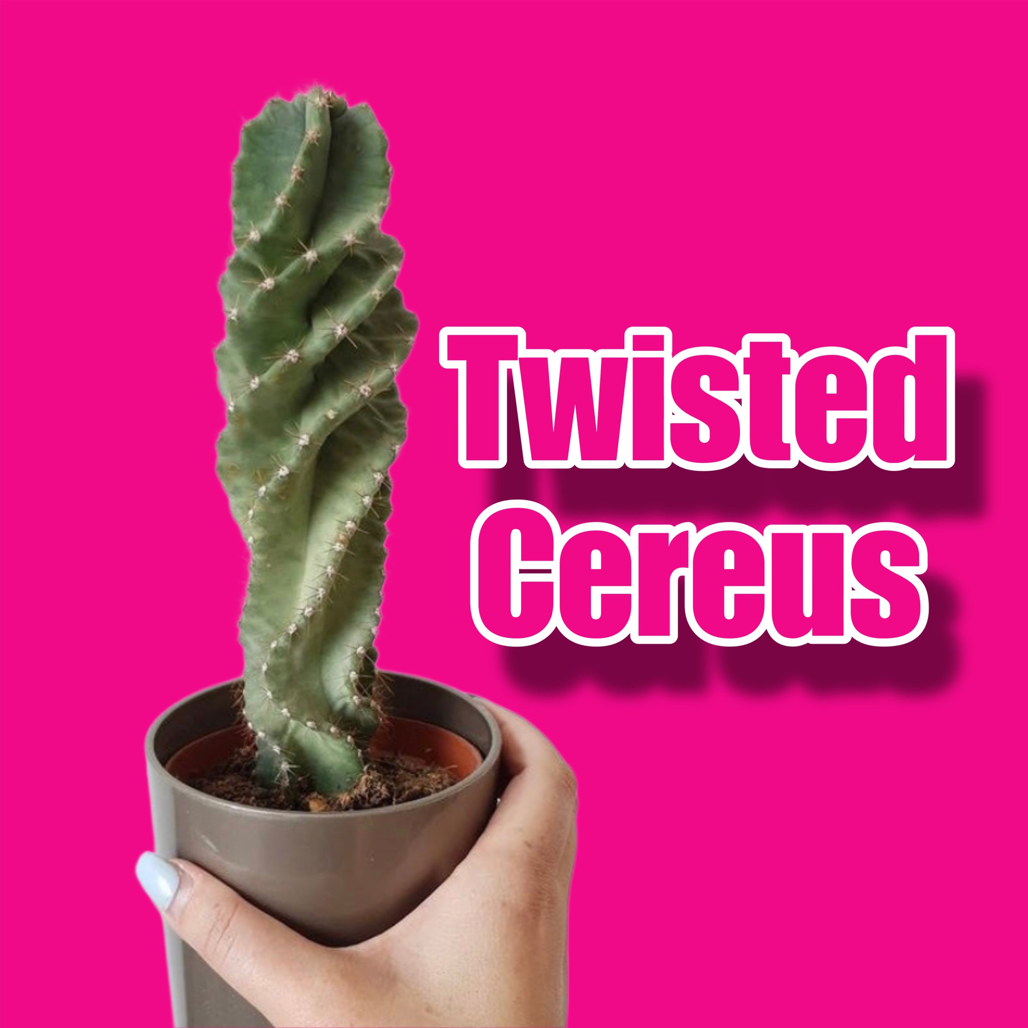 Cereus Forbesii Spiralis Spiral Cactus Twisted Cereus  Beginner Friendly Houseplant 30cm