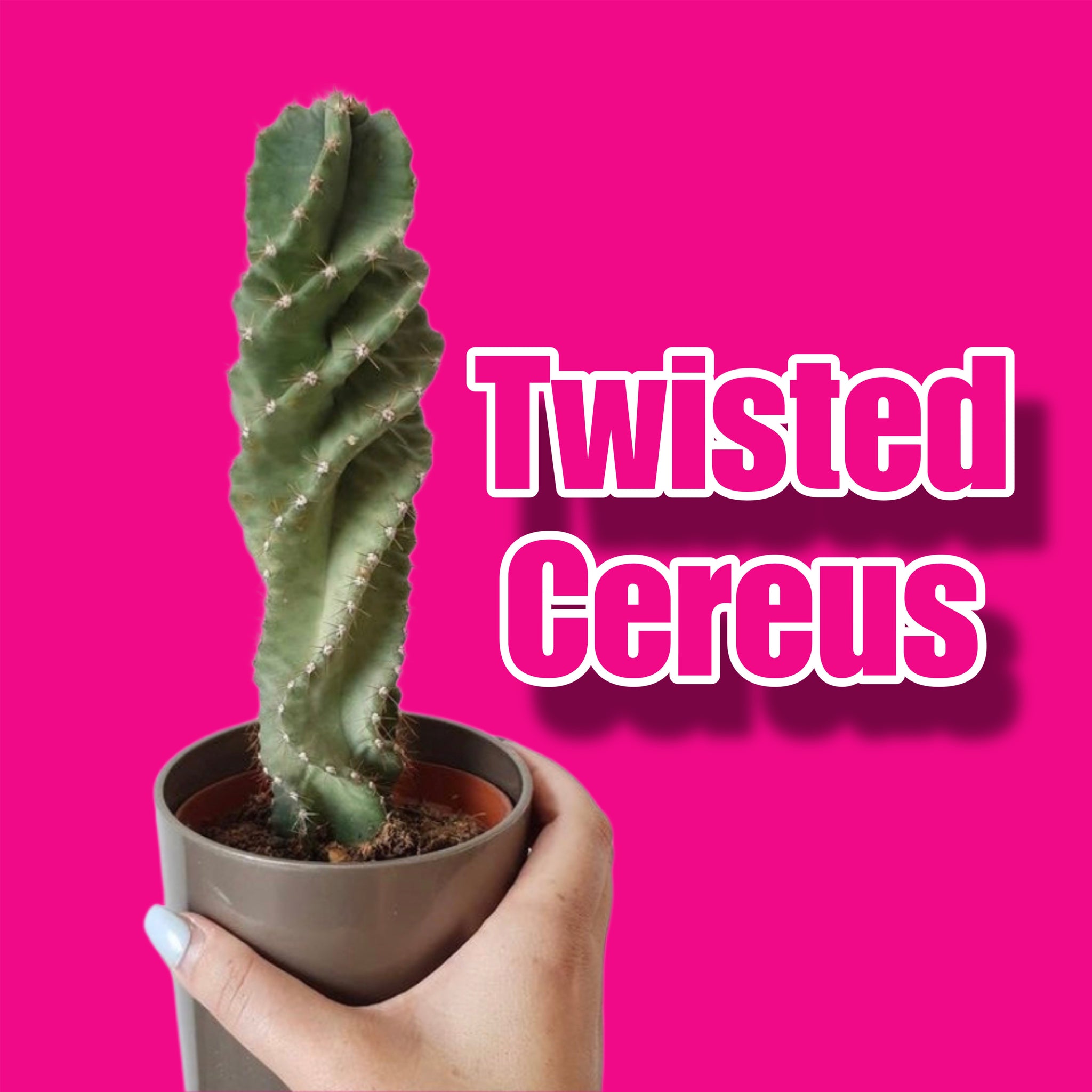 Cereus Forbesii Spiralis Spiral Cactus Twisted Cereus  Beginner Friendly Houseplant 22cm