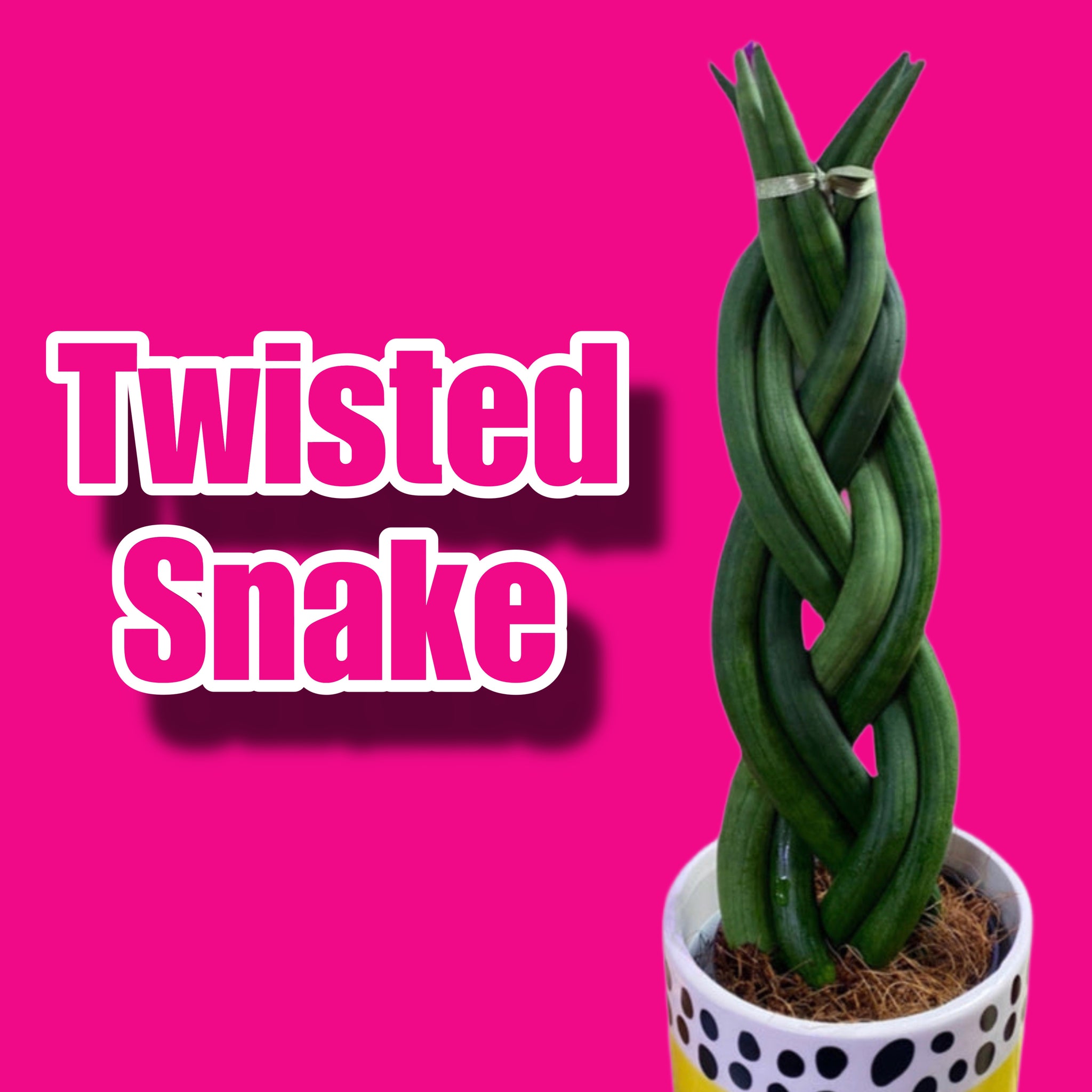 Braided Sansevieria Cylindrica Dragon Fingers 30cm