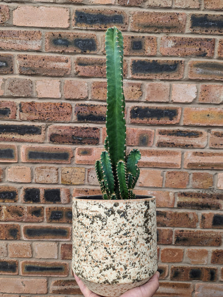 Cereus Peruvianus Florida Night Flowering Cactus 