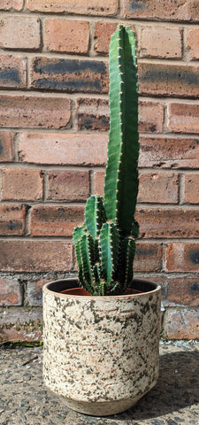 Cereus Peruvianus Florida Night Flowering Cactus 60cm