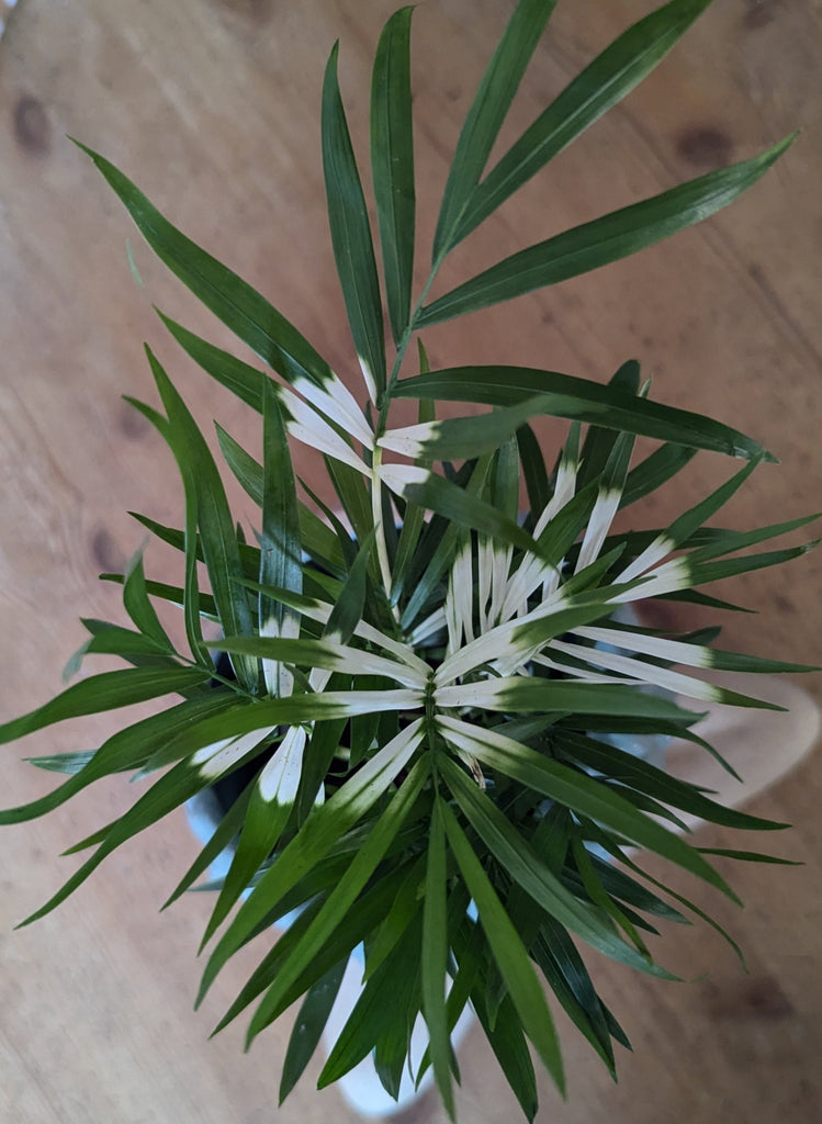 variegated parlor palm Rare Variegated Chamaedorea Elegans Parlour Palm 50cm – Green Charm House of Plants