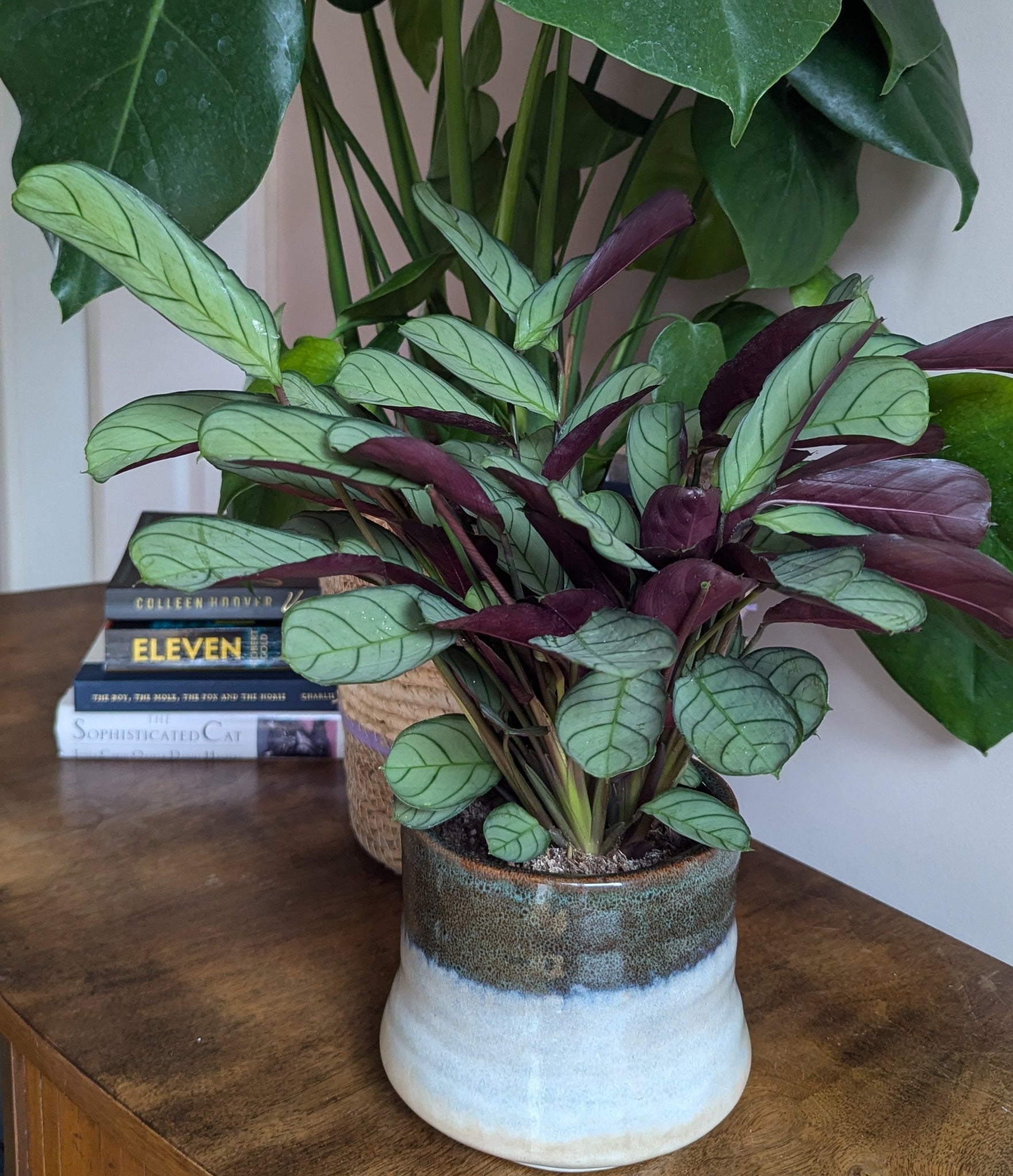 amagris prayer plant Ctenanthe Burle Marxii Amagris Prayer Plant 35 cm – Green Charm House of Plants