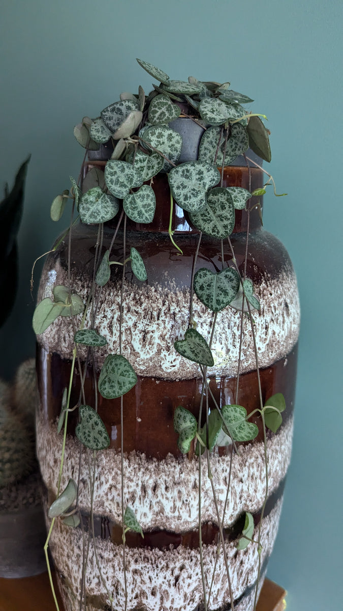 Ceropegia Woodii Trailing House Plant Chain String of Hearts 50 cm ...