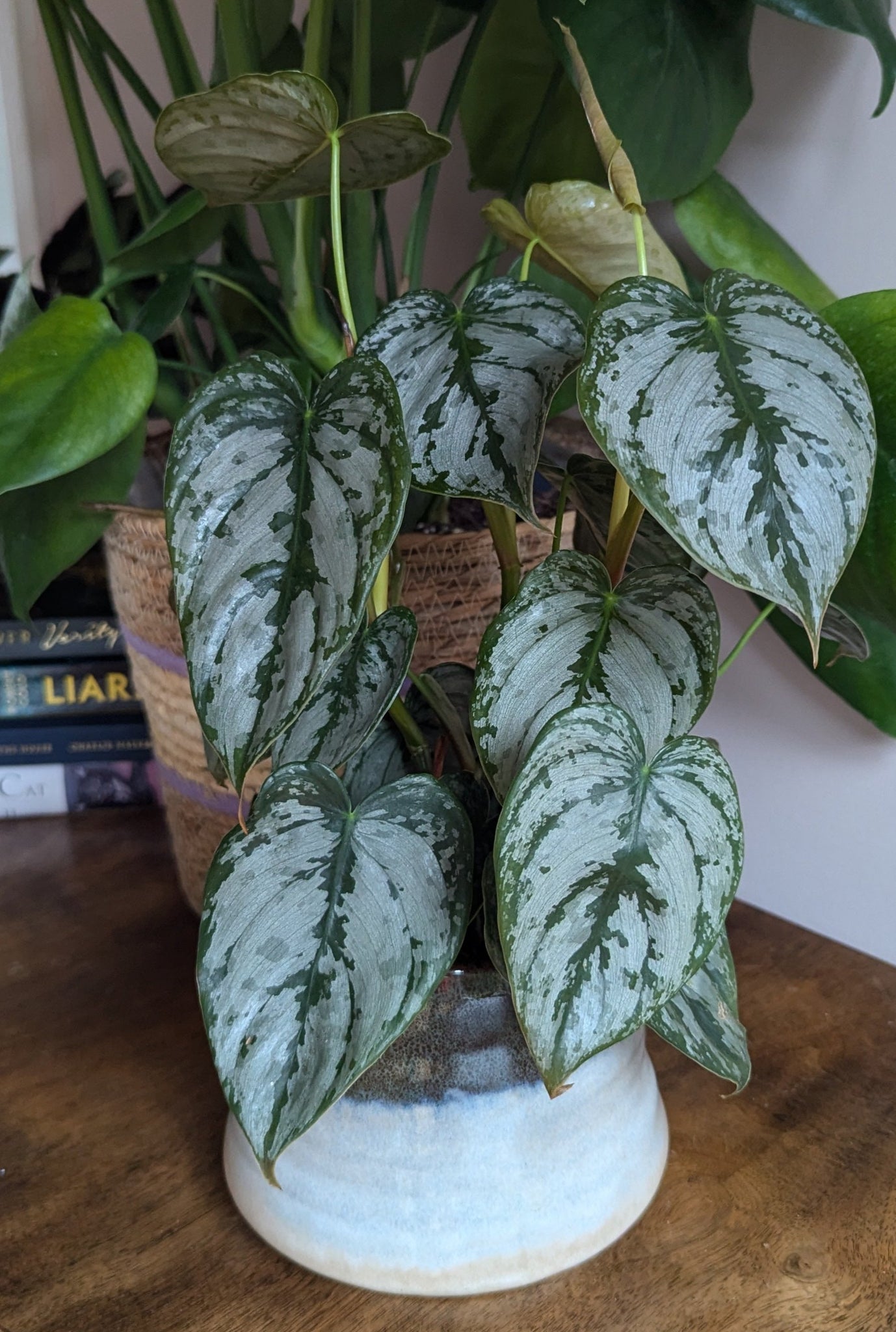 philodendron brandtianum uk Philodendron Brandtianum Silver Leaf Philodendron 35 cm – Green Charm House of Plants