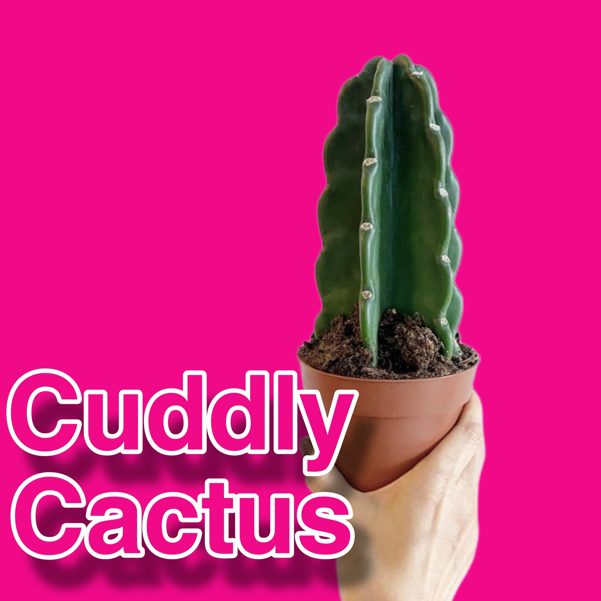 Rare Cuddly Cactus Cereus Jamacaru Easy Care 28 cm 