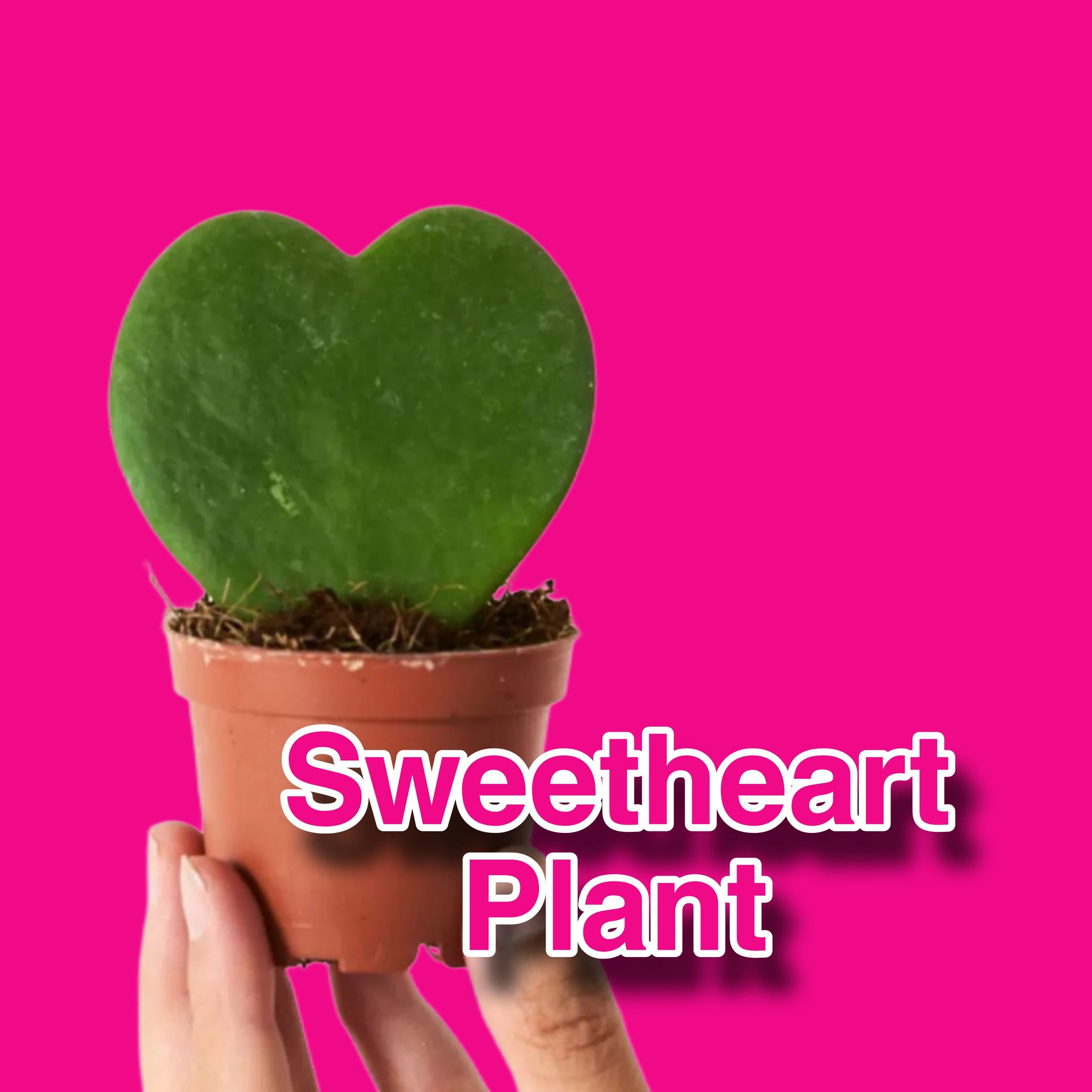 pink heart shaped succulent Hoya Kerrii Sweetheart Wax Plant Valentine Plant Gift Heart Shaped Hou – Green Charm House of Plants