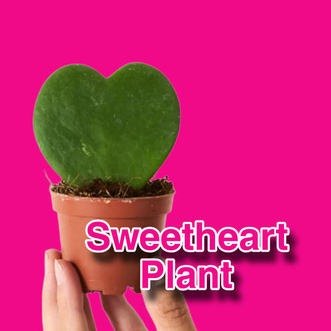 Hoya Kerrii Sweetheart Wax Plant Valentine Plant Gift Heart Shaped House Plant 12cm