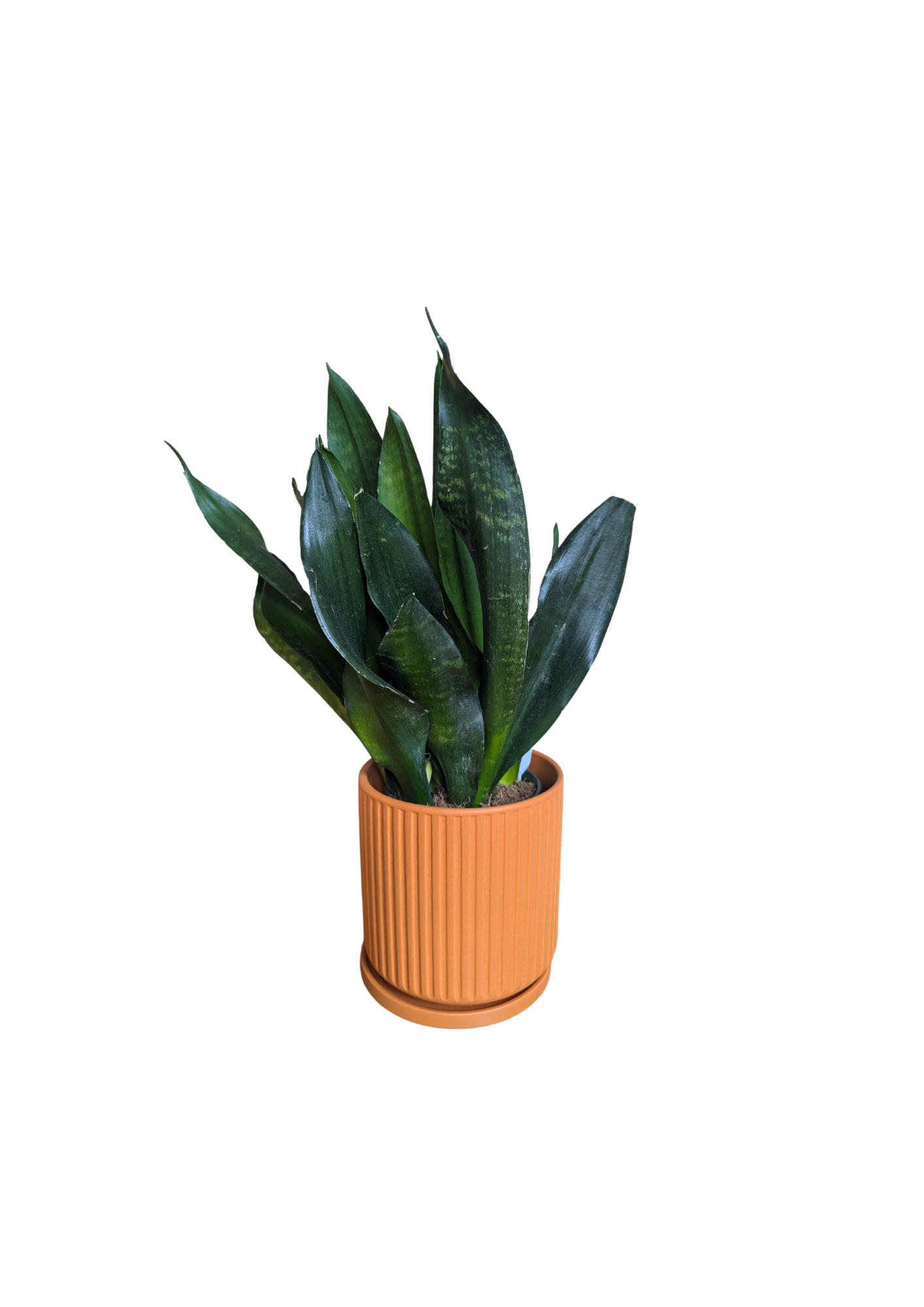 snake plant black diamond Sansevieria Triafasciata Black Diamond Robusta 35cm