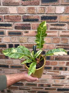 Philodendron Narrow Ring Of Fire 