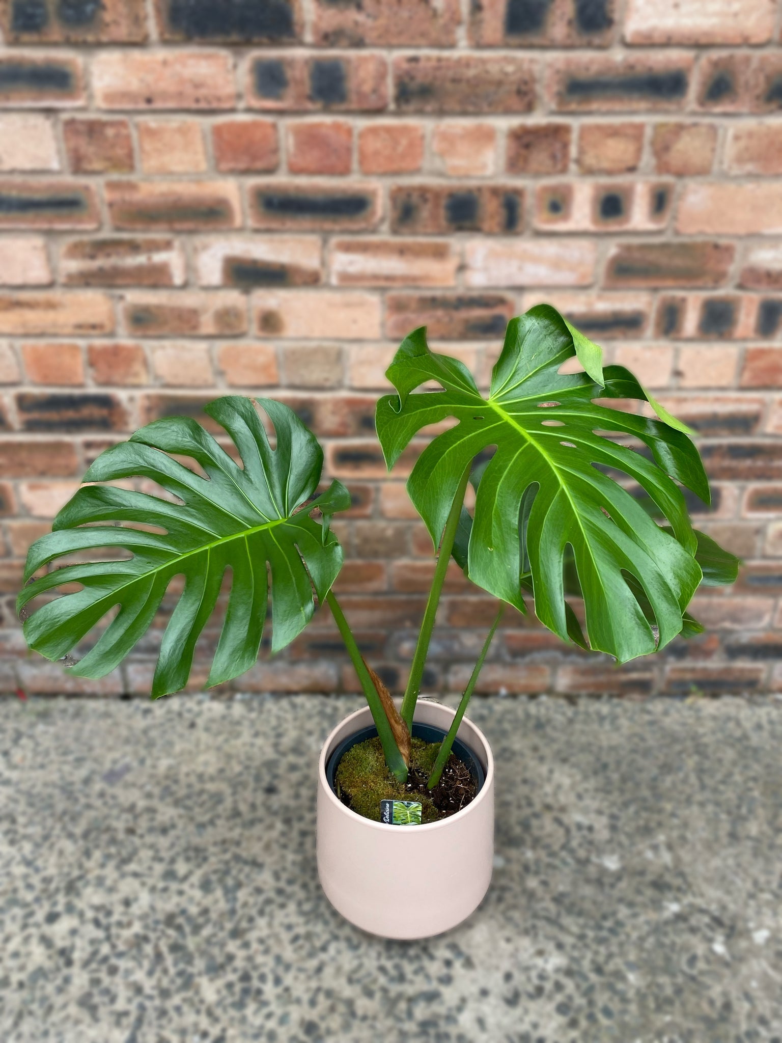 monstera deliciosa large form Monstera Deliciosa Large Form Big Leaves 80cm – Green Charm House of Plants