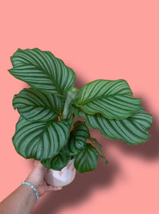 Calathea Orbifolia Prayer Plant