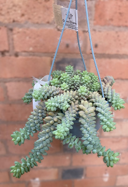 Sedum Burros Donkey Tail 20cm