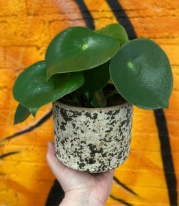 Peperomia Polybotrya Raindrop Coin Leaf Peperomia 25 cm