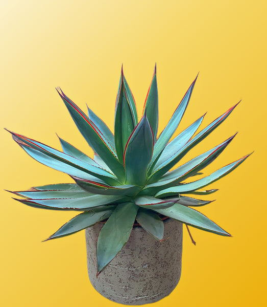 Large Agave Shaka Zulu Century Plant 30 cm