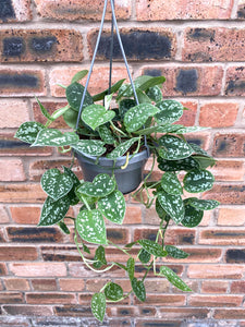 Epipremnum Pictus Argyraeus Scindapsus Satin Pothos Hanging 50cm