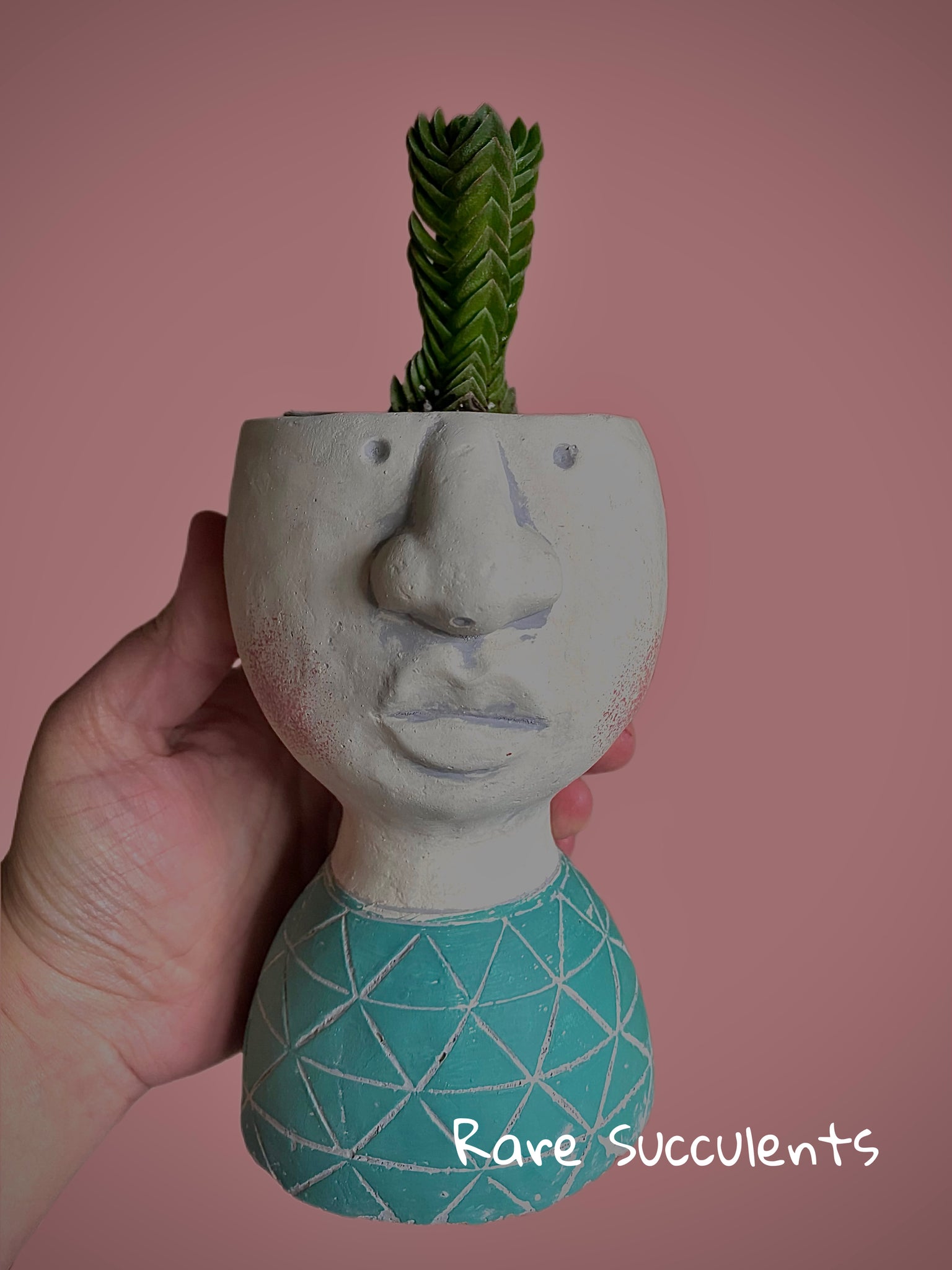 buddha temple succulent care Rare Crassula Buddha's Temple Easy Care Succulent 11cm – Green Charm House of Plants