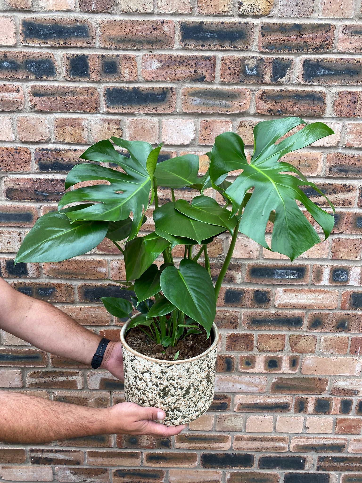 Monstera Deliciosa Swiss Cheese Plant 50cm-100cm