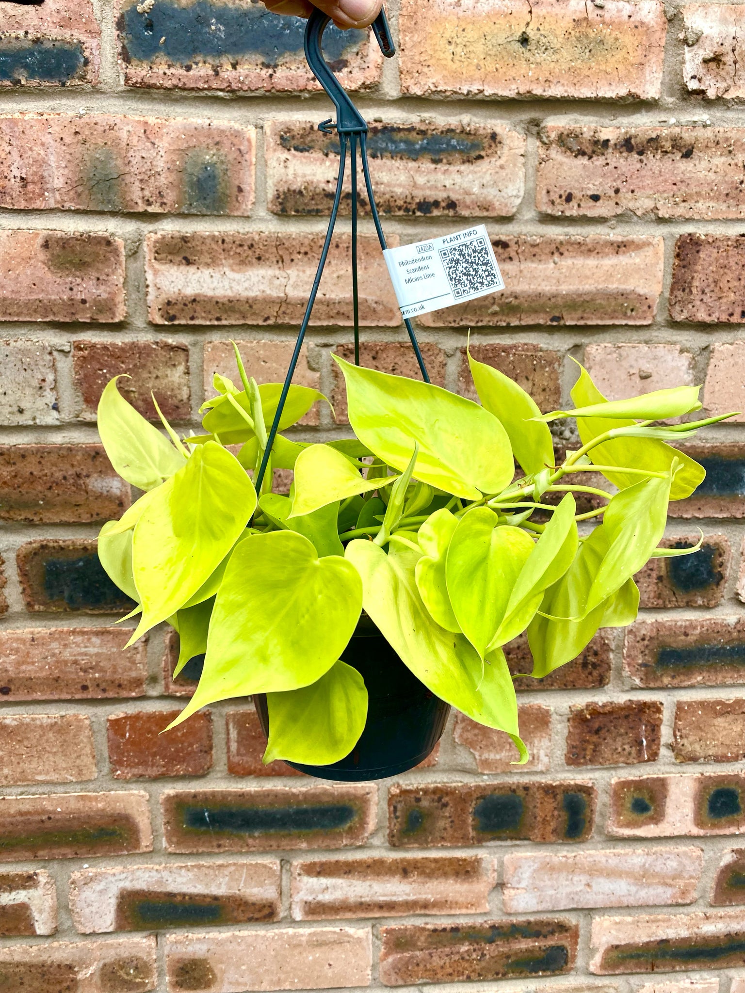 philodendron scandens lime Philodendron Scandens Lime Plant In Hanging Basket 25 cm – Green Charm House of Plants