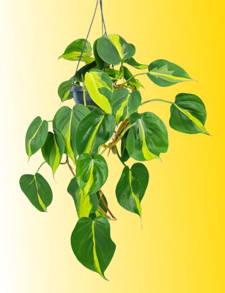 Philodendron Scandens Brasil Hanging Plant 